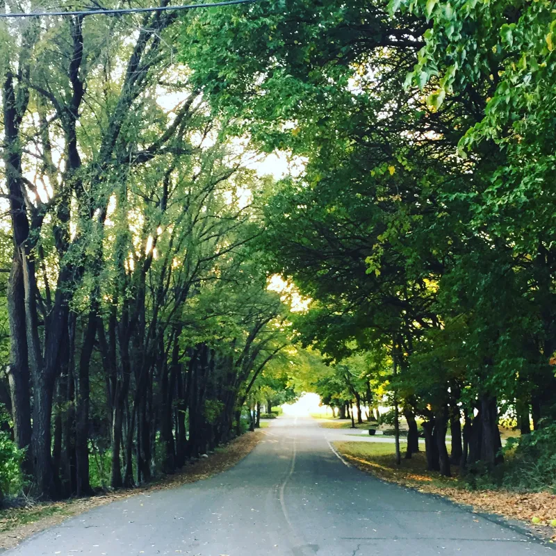 a path surrounded by trees